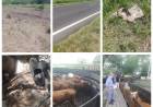 HALLARON 50 ANIMALES VACUNOS SUSTRAÍDOS DE UNA ESTANCIA 