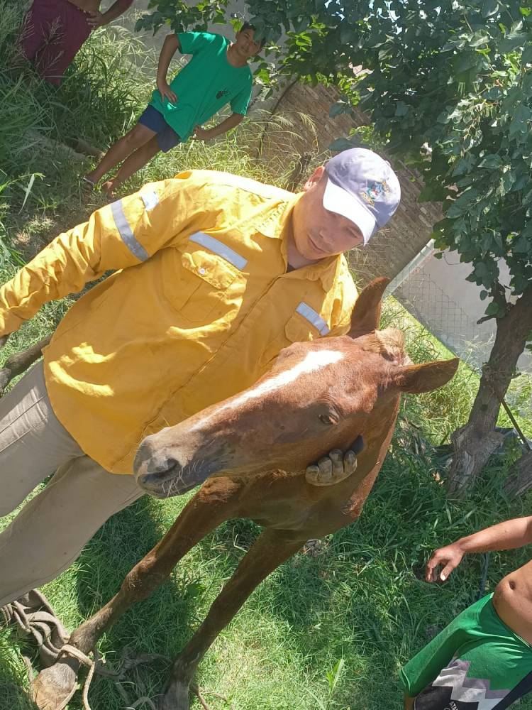 VILLA ÁNGELA: UN CABALLO CAYÓ A UN POZO Y LOS BOMBEROS CON GRAN ESFUERZO LO RESCATARON