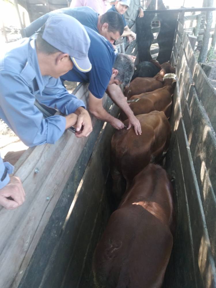 CONTROLARON SU GANADO Y DESCUBRIERON ANIMALES CON ANOMALÍAS EN SUS MARCAS 