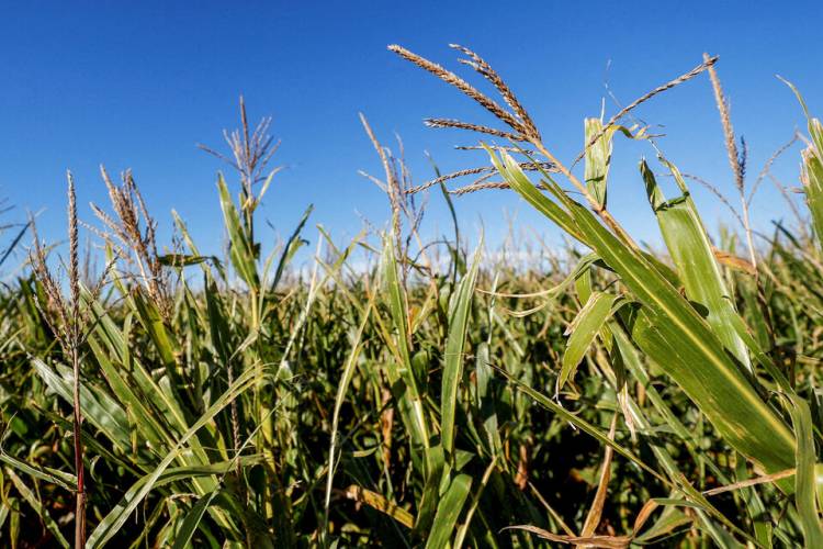 EL IMPACTO EN LOS PRECIOS DE LAS MATERIAS PRIMAS DEL CRAC DE LAS BOLSAS