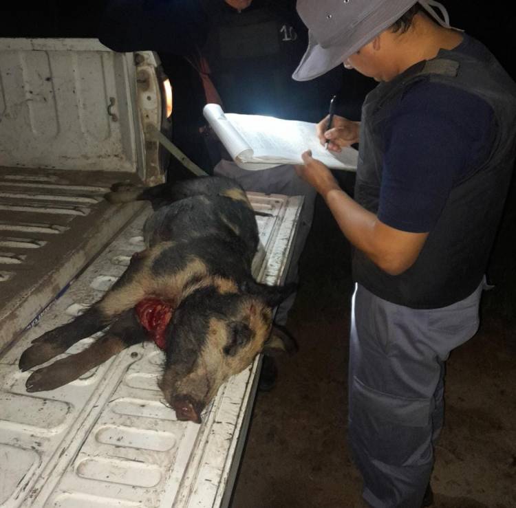 TRANSPORTABA UN ANIMAL SIN VIDA SIN PERMISO DE CAZA