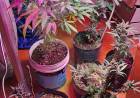 INCAUTAN VARIAS PLANTAS DE MARIHUANA EN UNA VIVIENDA ABANDONADA 