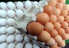 LOS ALIMENTOS VUELVEN A SUBIR
