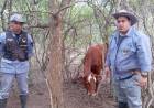 RECUPERAN BOVINO ROBADO TRAS RASTRILLAJE EN COLONIA ABORIGEN