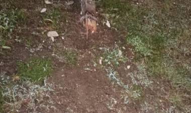 MOTOCICLISTA PIERDE LA VIDA EN UN SINIESTRO VIAL 