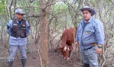 RECUPERAN BOVINO ROBADO TRAS RASTRILLAJE EN COLONIA ABORIGEN