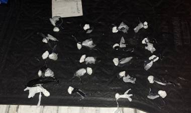INCAUTAN VARIAS “BOCHITAS” DE COCAÍNA A UNA PRESUNTA DEALERS
