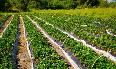LAS PALMAS: “ACOMPAÑAMOS AL QUE TRABAJA LA TIERRA Y GENERA FUTURO” EXPRESÓ LA VICEGOBERNADORA SCHNEIDER