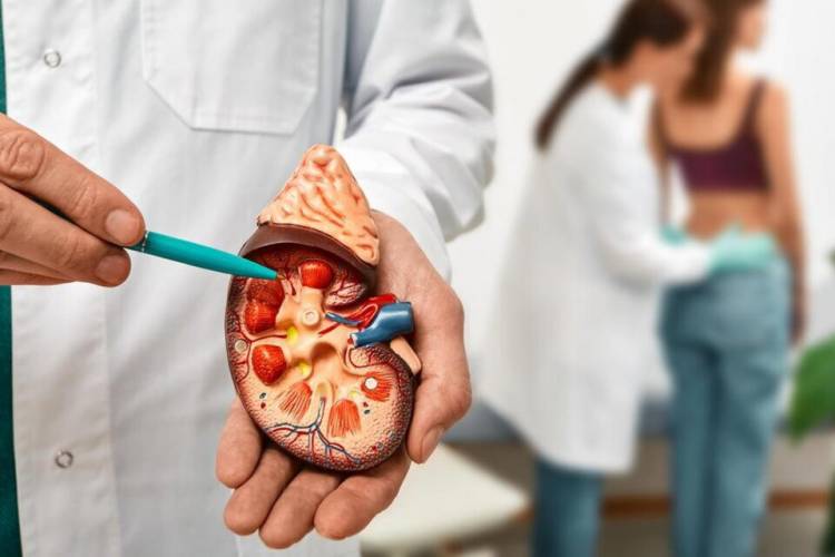 DIABETES: DISEÑAN UNA TERAPIA NOVEDOSA PARA RECUPERAR LA FUNCIÓN DE LOS RIÑONES