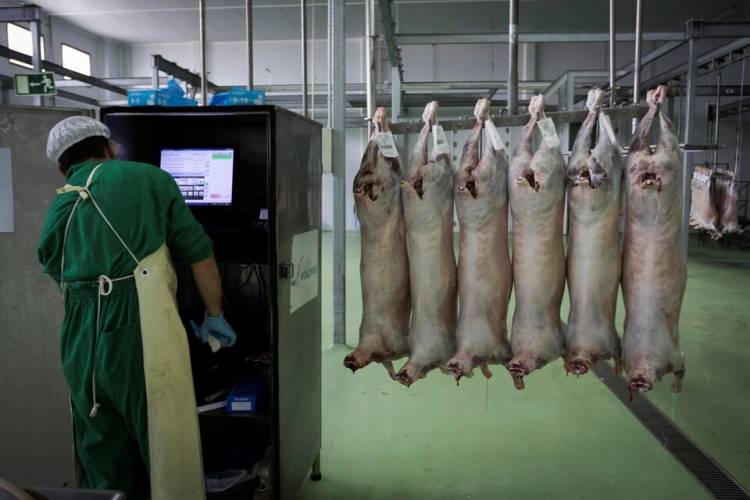 EL BIENESTAR ANIMAL JUSTIFICA LA PROHIBICIÓN DEL SACRIFICIO RELIGIOSO 