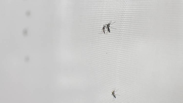 CUÁLES SON LAS PAUTAS DE PREVENCIÓN Y ACCIÓN FRENTE AL AUMENTO DE MOSQUITOS