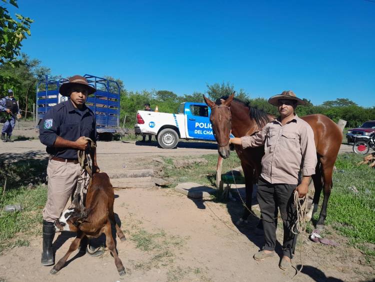 ALLANAMIENTO POSITIVO EN MARGARITA BELÉN: UN DETENIDO POR “SUPUESTO ABIGEATO” 