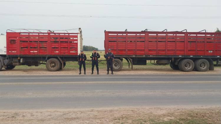 POLICÍA INTERVINO CARGA VACUNA POR IRREGULARIDADES EN LA GUÍA DE TRASLADO